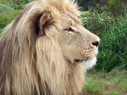seaview-lion-park seaview-lion-park