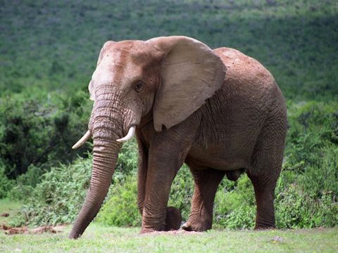 game-reserves-addo-schotia-kwantu game-reserves-addo-schotia-kwantu
